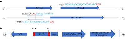 Improvement of resistance to rice blast and bacterial leaf streak by CRISPR/Cas9-mediated mutagenesis of Pi21 and OsSULTR3;6 in rice (Oryza sativa L.)